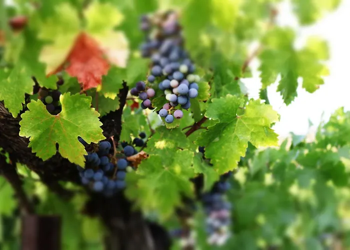 Churon Inn Winery