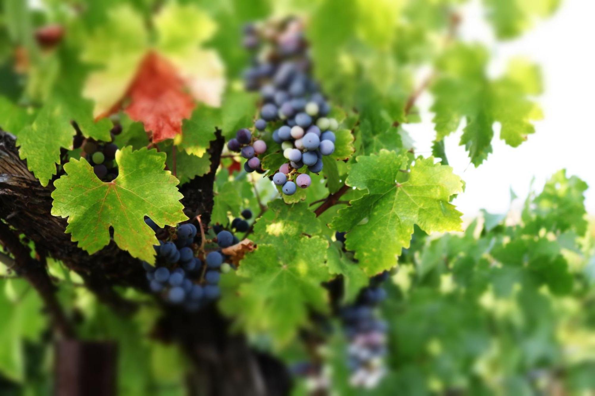 Churon Winery Bed and breakfast Temecula